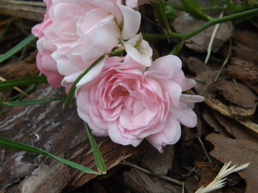 Roses &#9829;