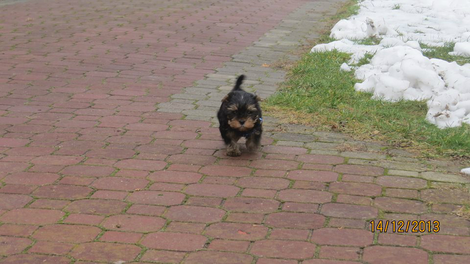 Junior