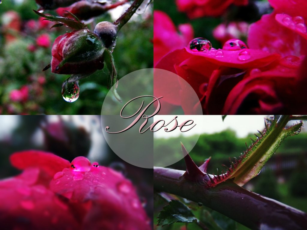 Rose :)