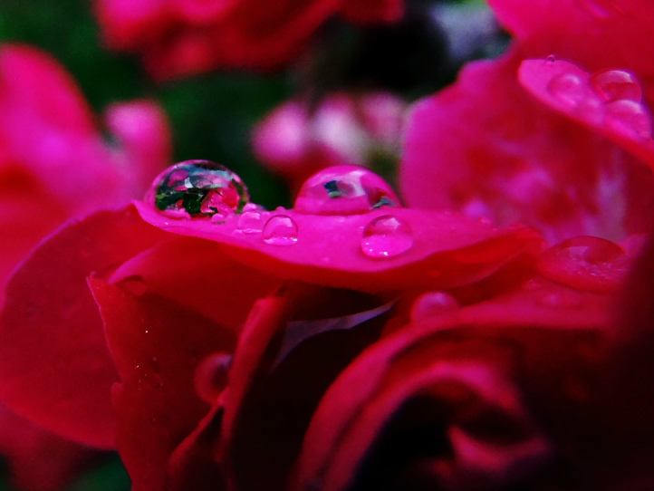 Rose.