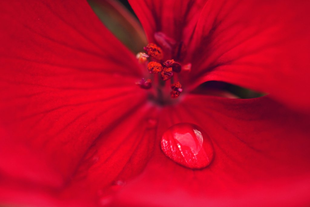 Pelargonia...