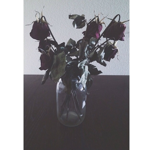 dead roses