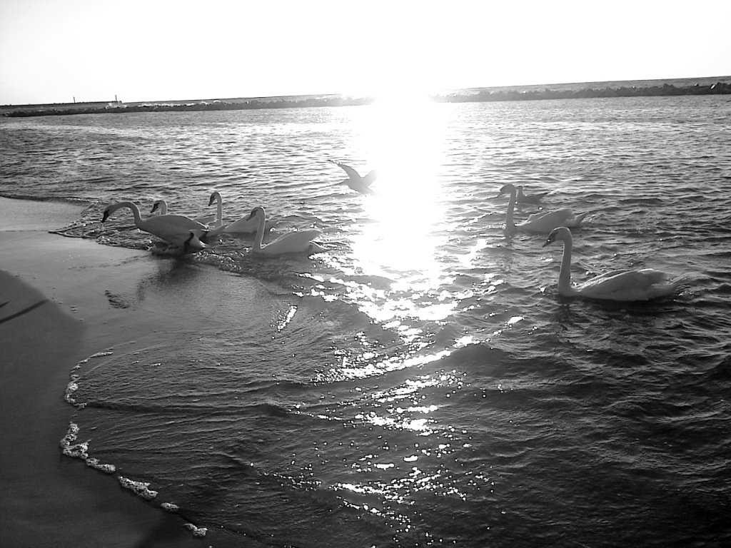 swan