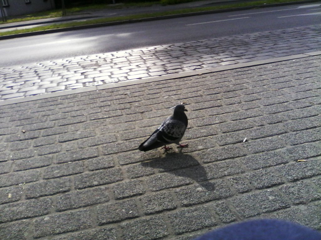 kawowy mistrz