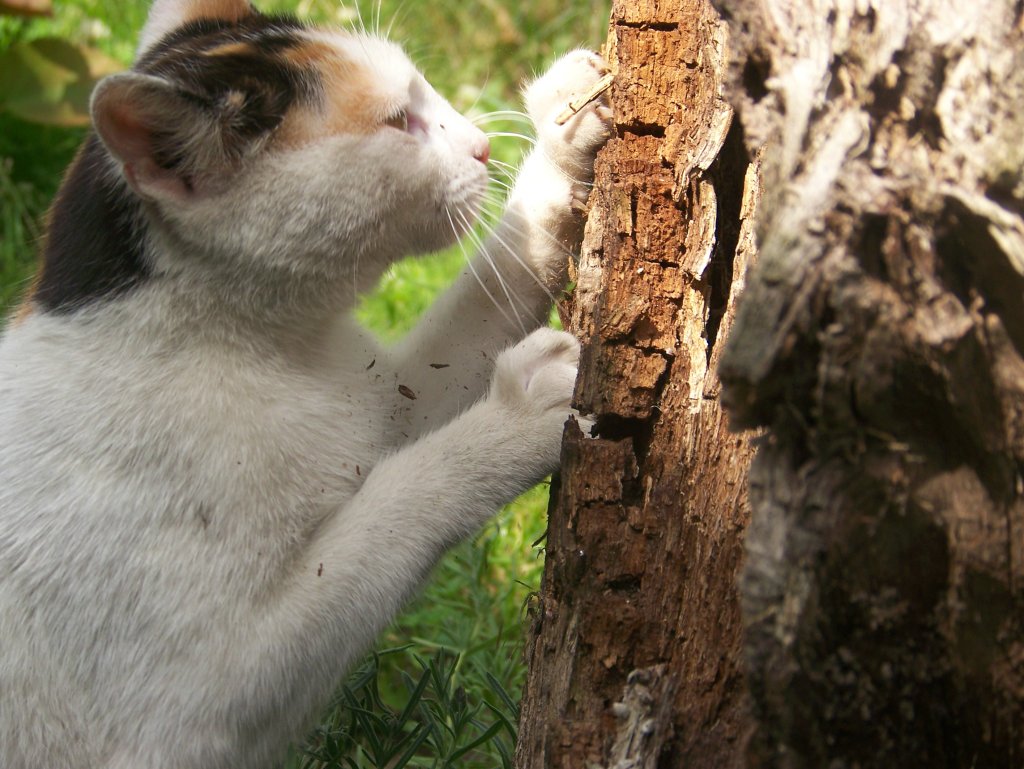 Kote?
