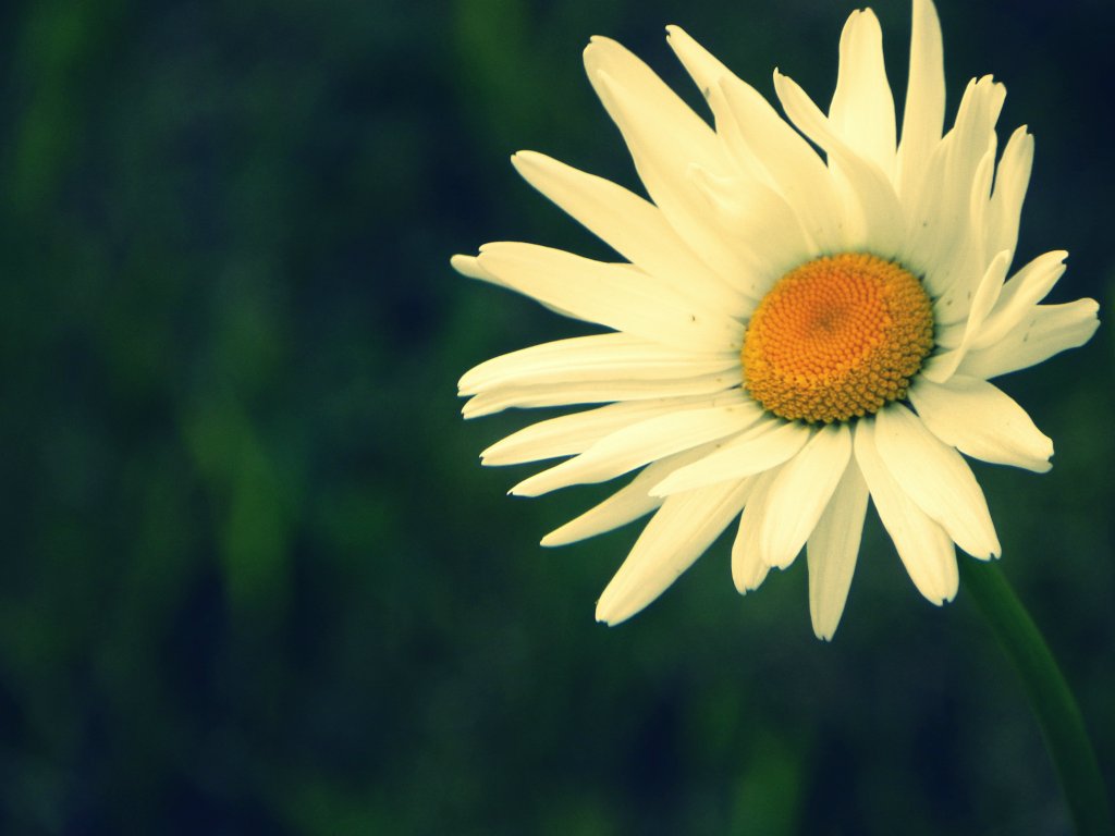 Fleur Rebelle .
