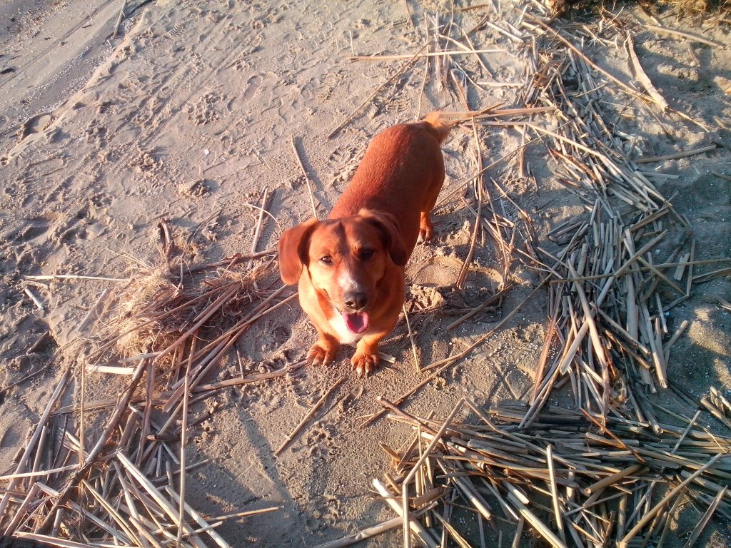 Leon