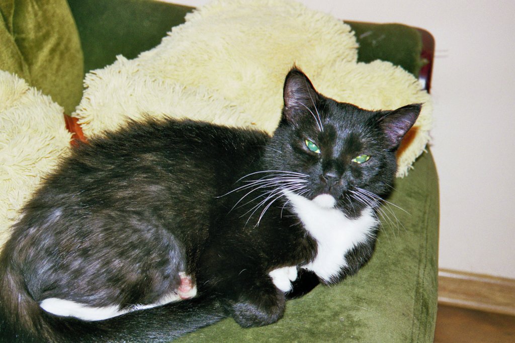 kote