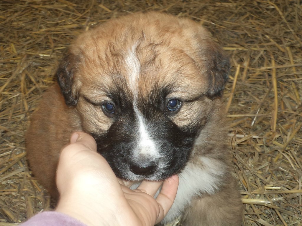 Malutki Benko :3