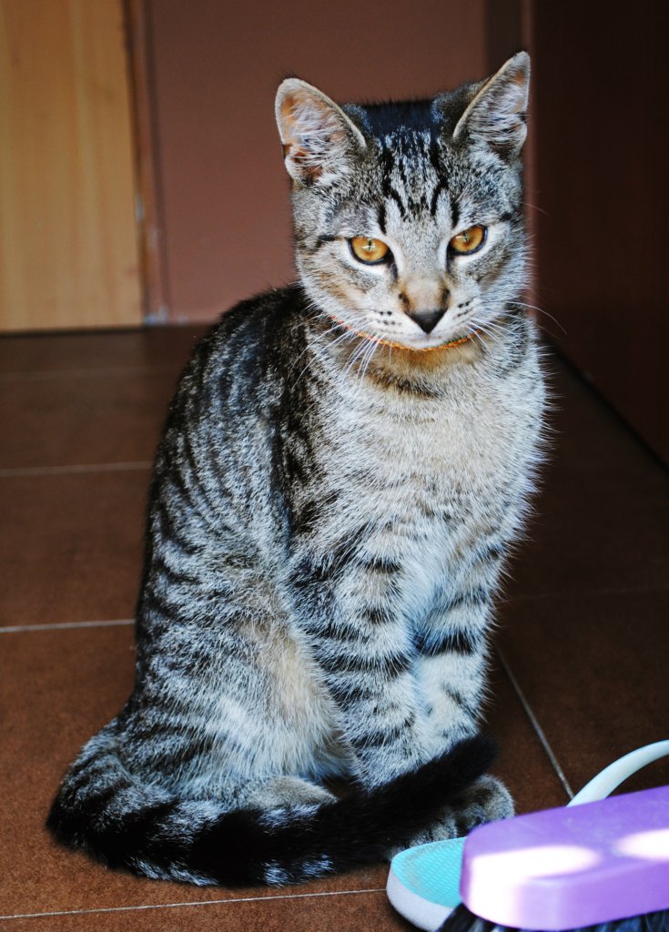 mj misiu.