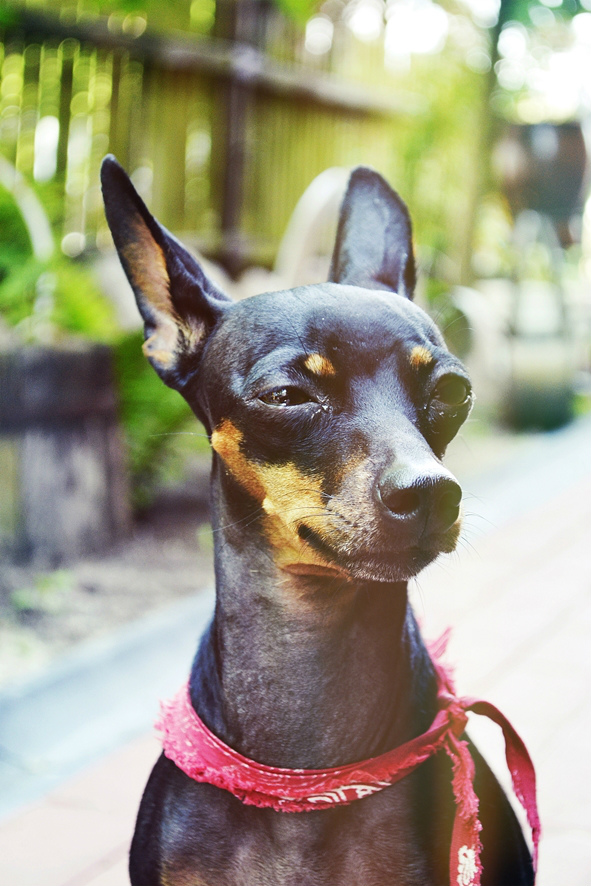My dog 