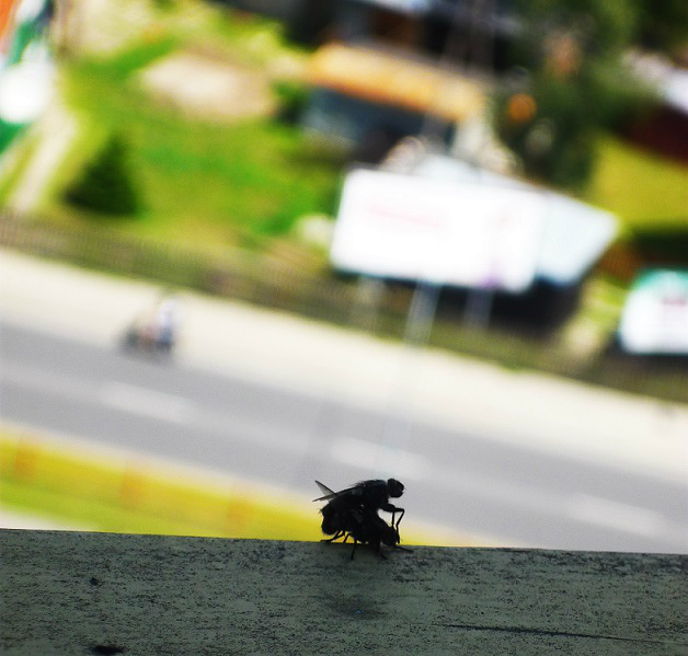 No privacy on my windowsill