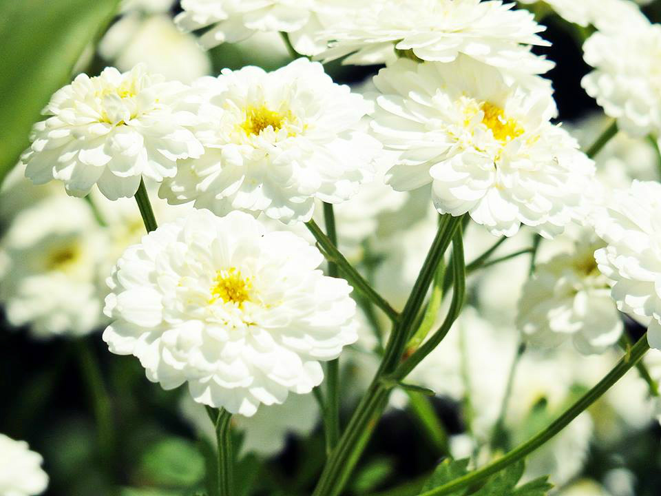 Flowers ;3