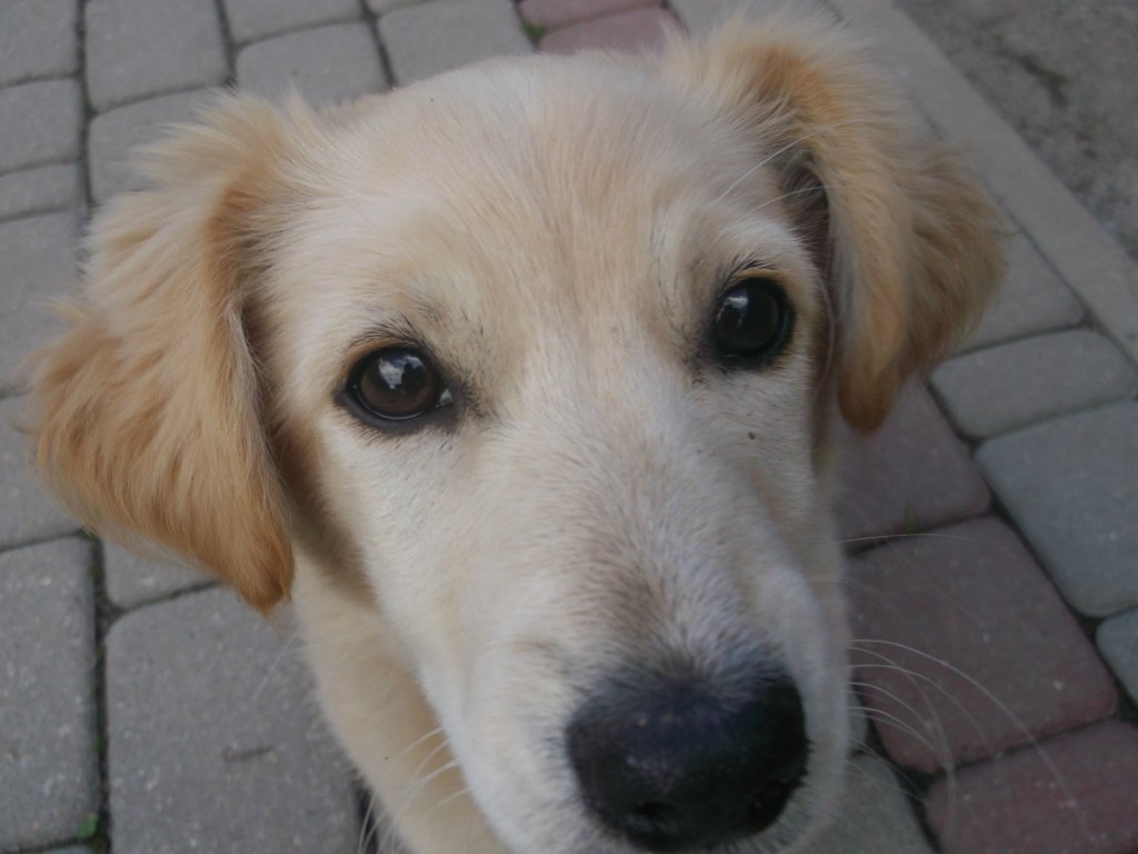 Puszek