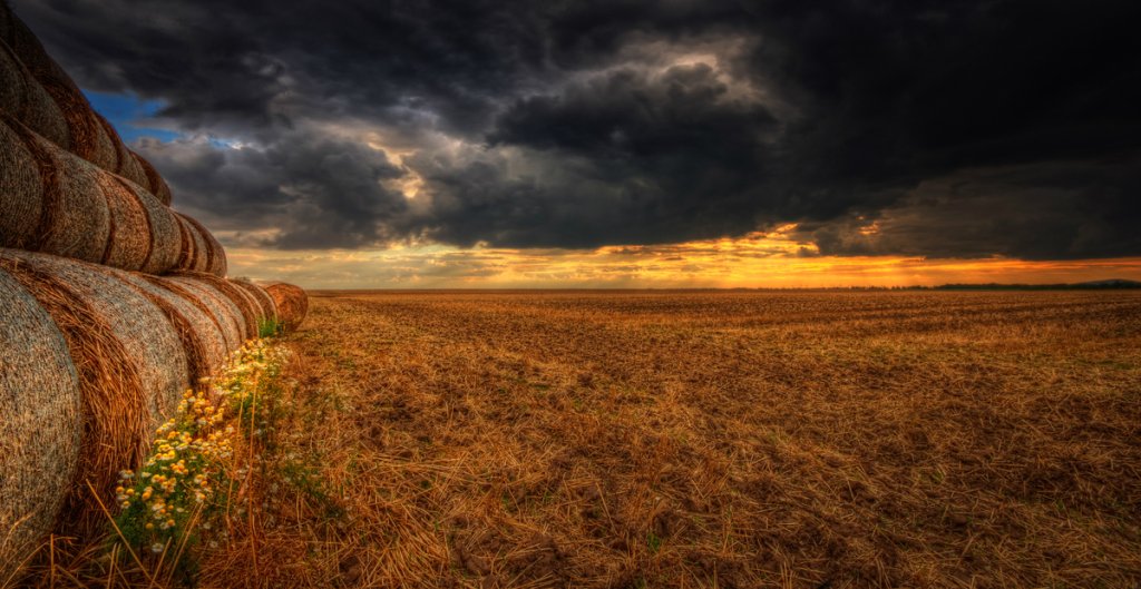 field