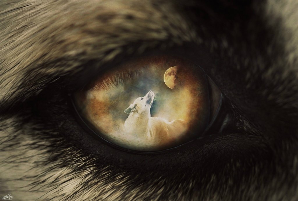 ''Wolf''