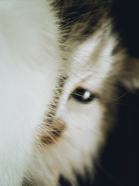 ma chatte. :3