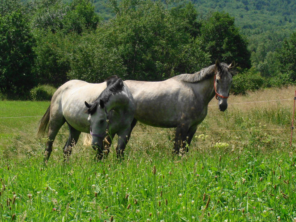 Giwera i Galicja