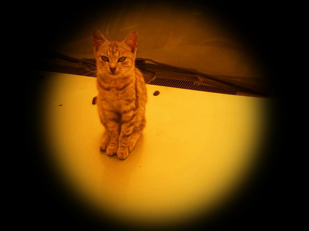 PUSIA :*