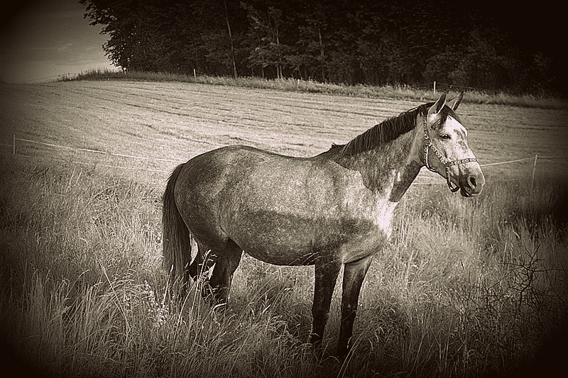 Temidka :)!