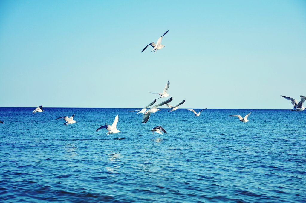 gulls&sea