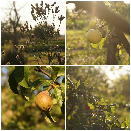 lato