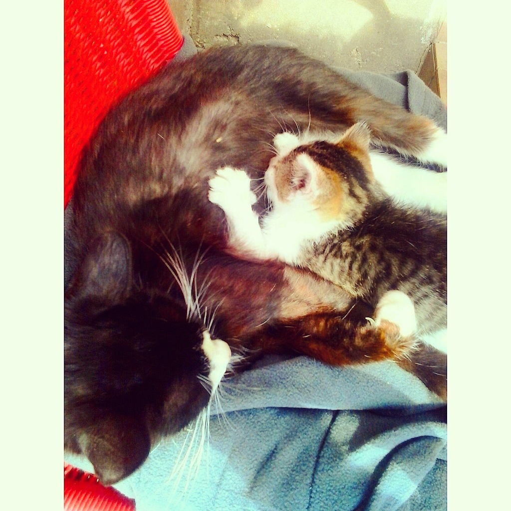 cats.
