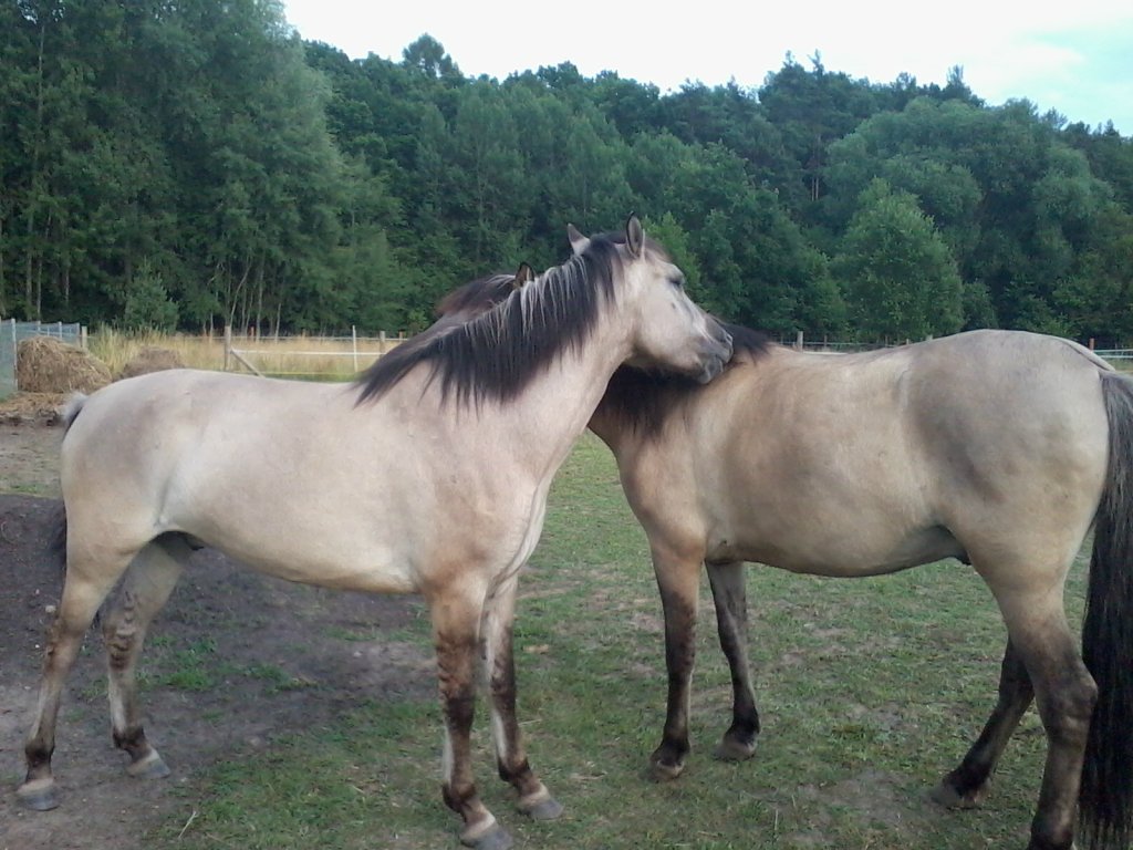 Wiking i Turyn