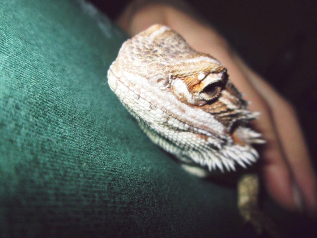 Agama.