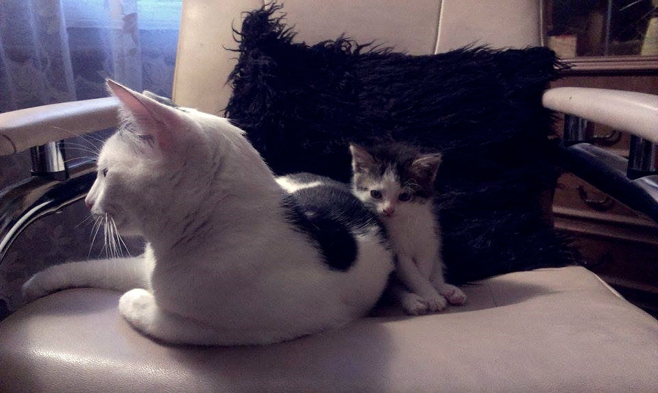 meow