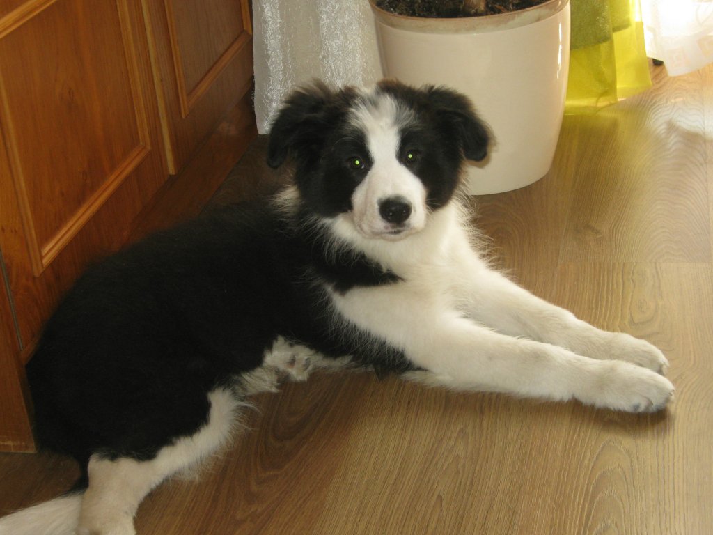 Indi