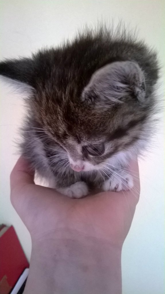 kiciaa