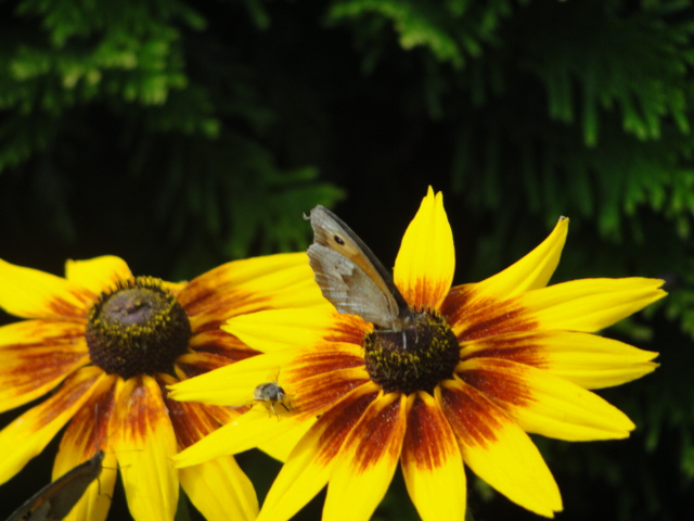motyl