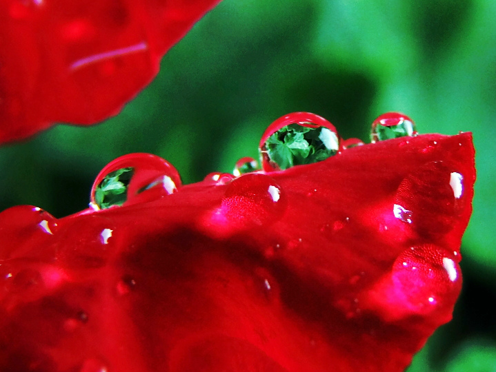 Flower.Drop.