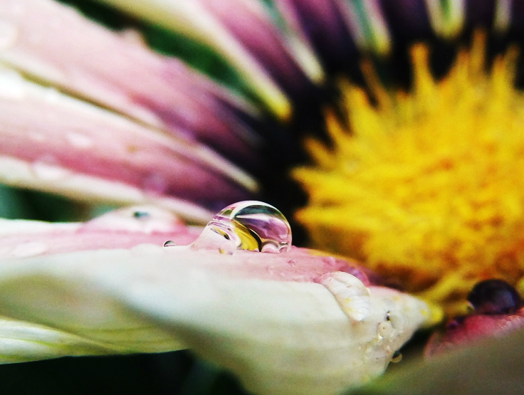 Flower. Drop. 2