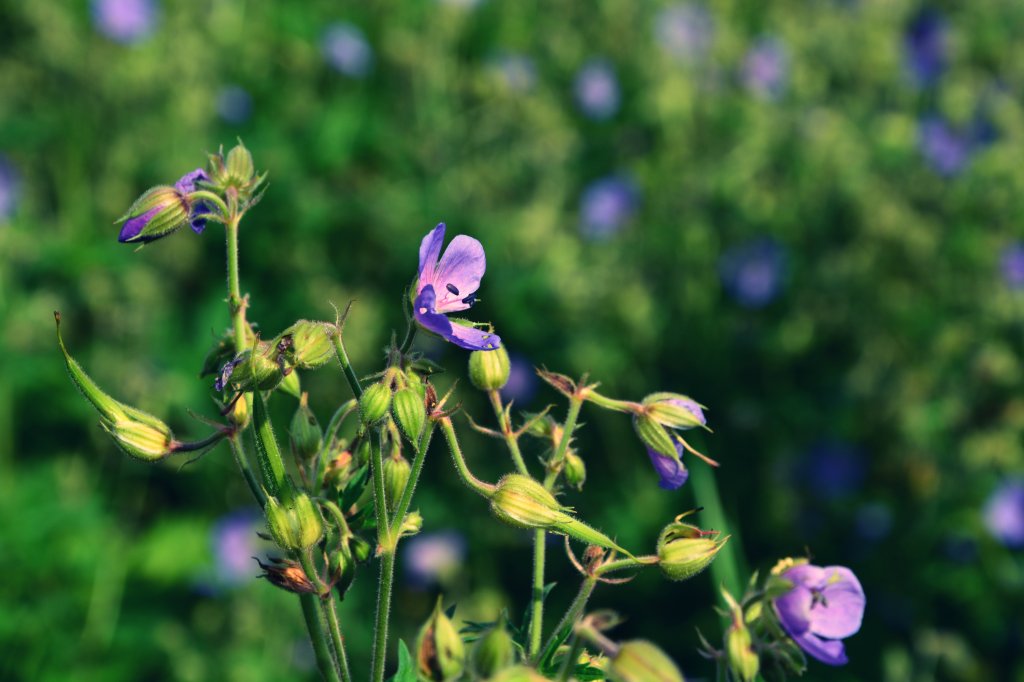 purple flowers