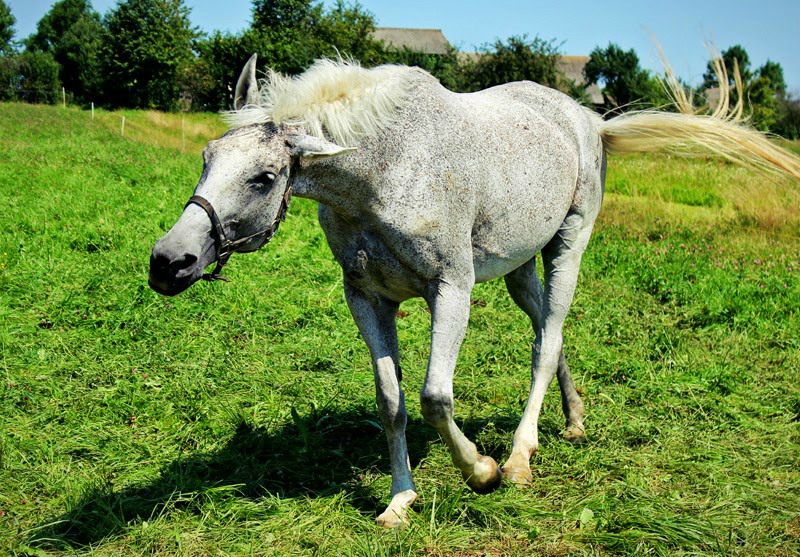 Horse