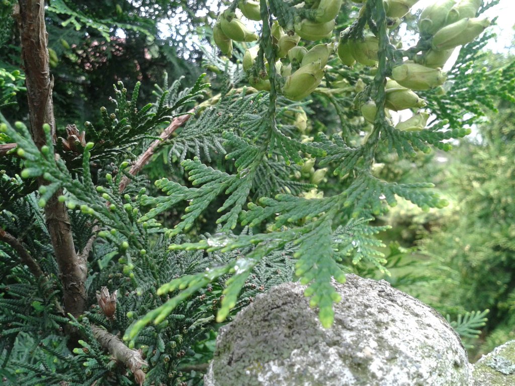 Ostatnie krople deszczu