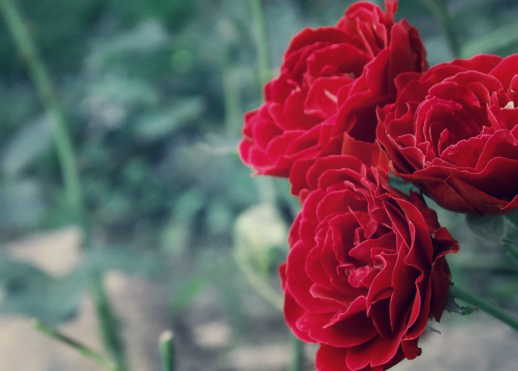 roses