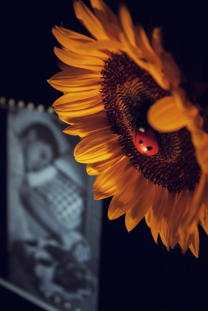 sun
