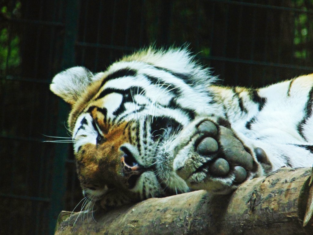 tiger. 
