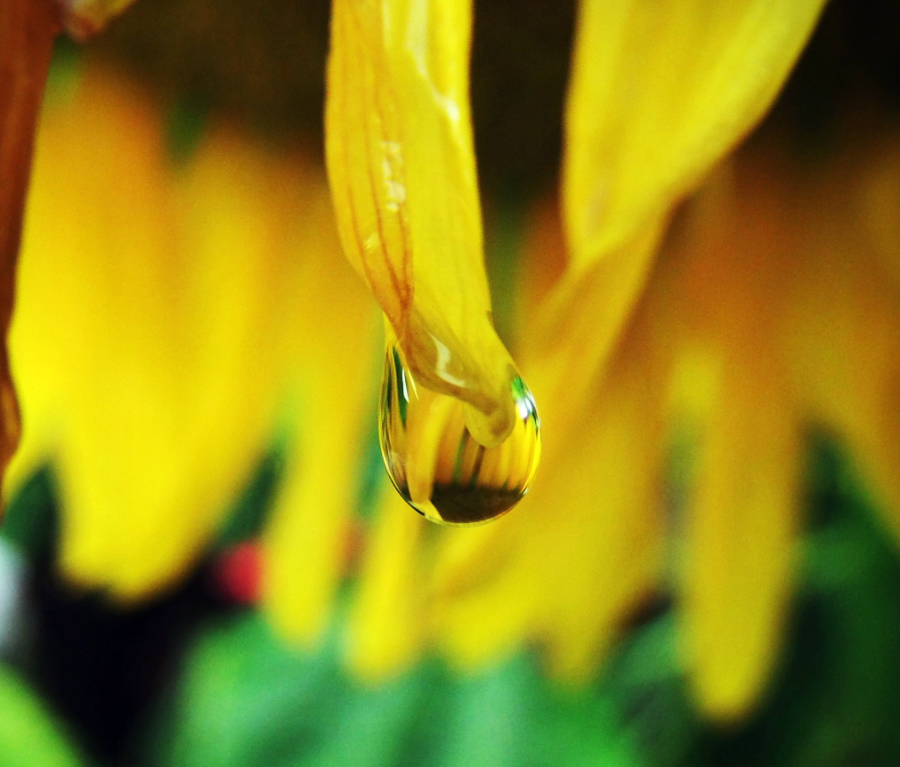 Sunflower.Drop