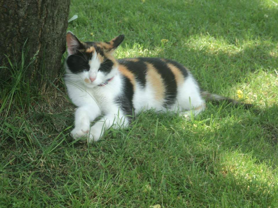 Hera