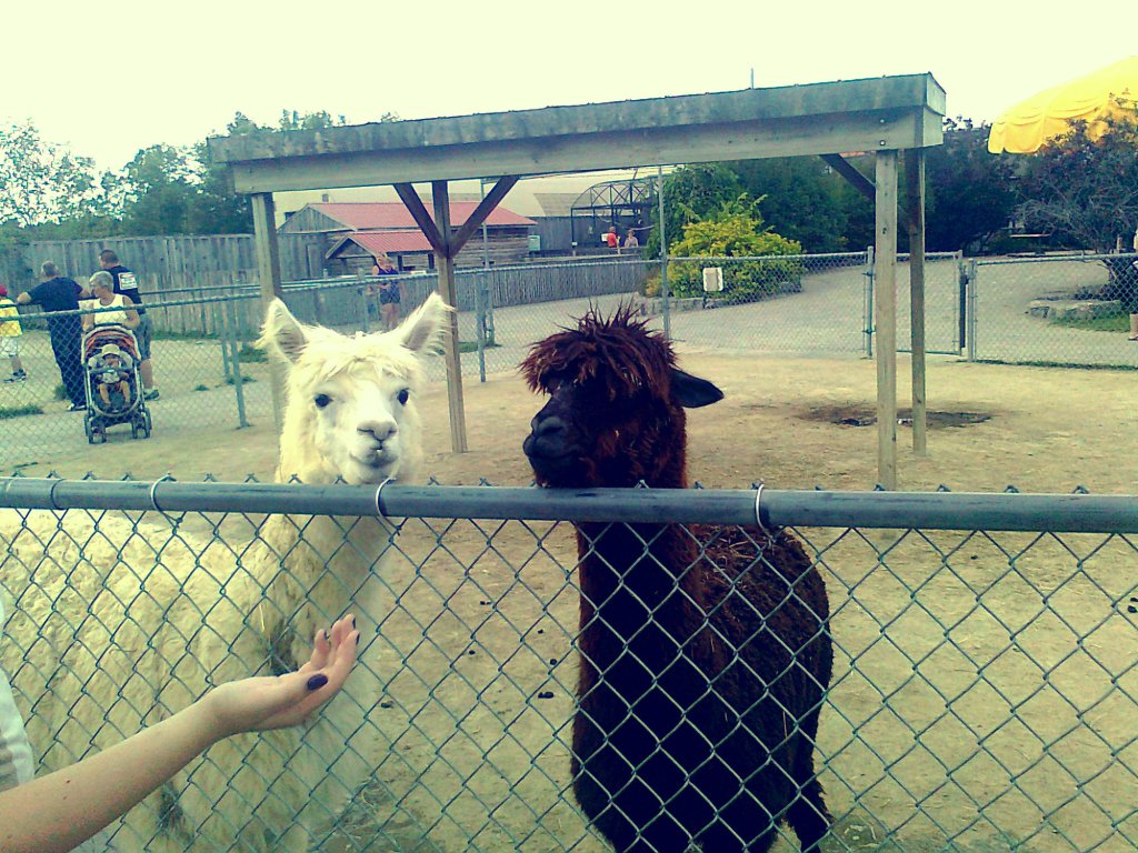 Llama!