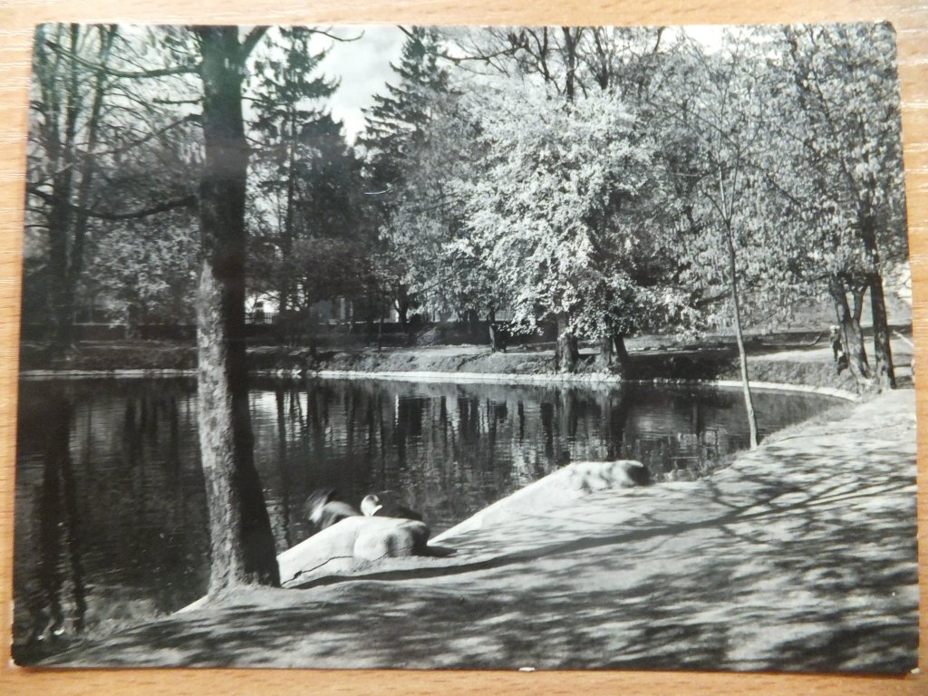 park miejski- staw