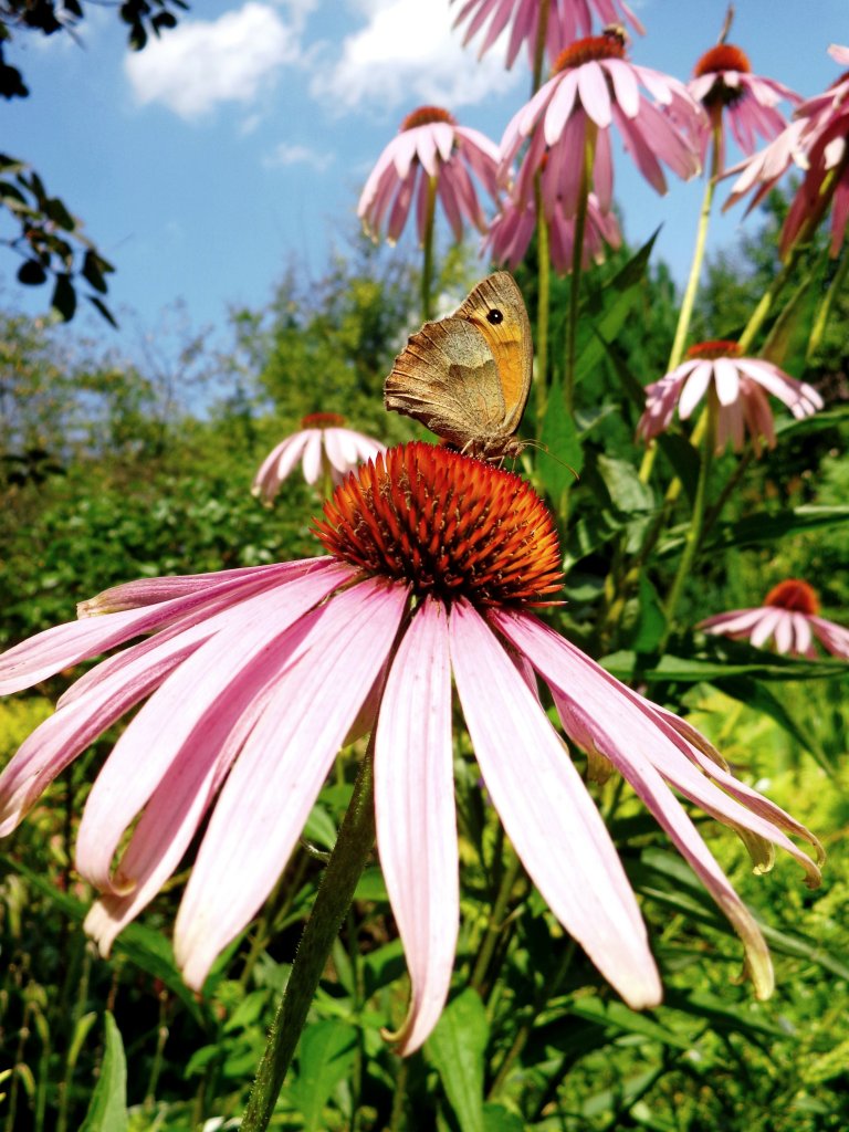 Motyl