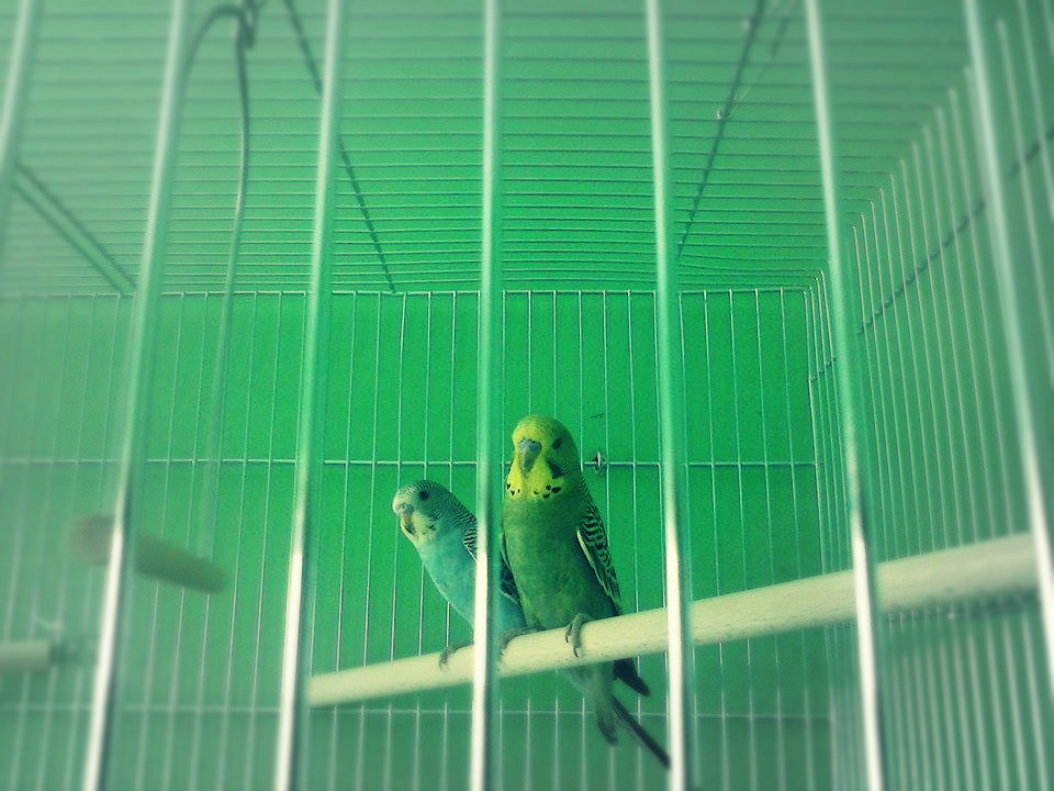 Paputy *,*