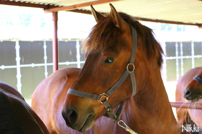 Wiede ;* 