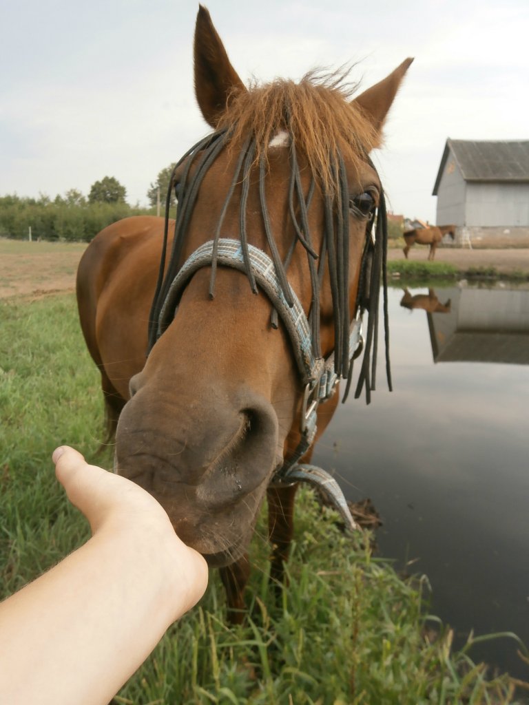 POMOOOCY