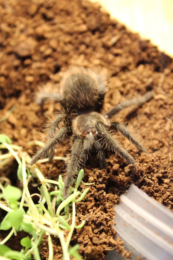 B.albopilosum Samica L8